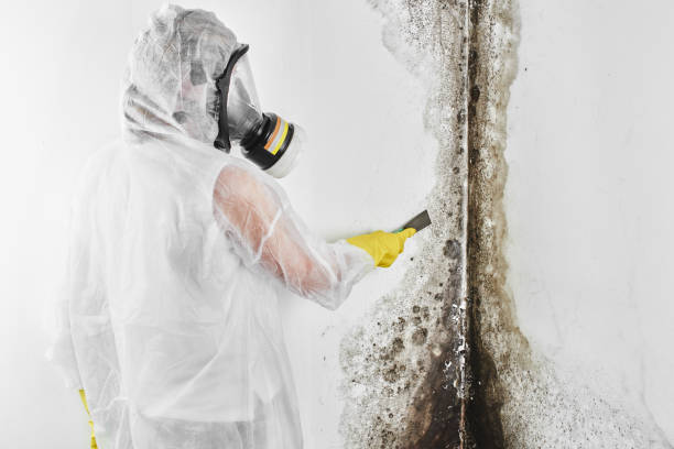 Best Emergency Mold Removal  in Nanakuli, HI