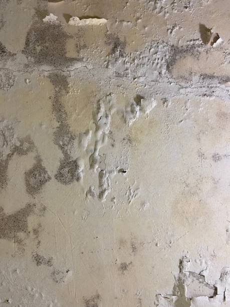 Best Commercial Mold Removal  in Nanakuli, HI