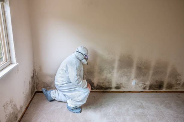 Best Local Mold Removal Service  in Nanakuli, HI